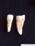 L_V20d5073 A16q665.3 R827 lR ta close-up of teeth.JPG L_V20d5073 A16q665.3 R827 lR ta close-up of teeth